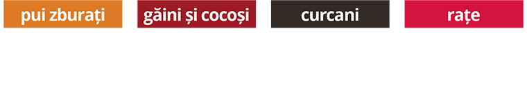 Avicola Moldova – pui zburați, găini și cocoși, curcani, rațe
